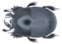 Nasaltus chinensis (Quensel in Schoenherr, 1806) (31973912574).png