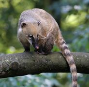 A South American coati on a branch in a forest