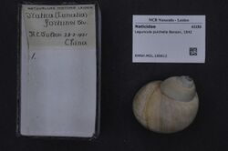 Naturalis Biodiversity Center - RMNH.MOL.189612 - Laguncula pulchella Benson, 1842 - Naticidae - Mollusc shell.jpeg