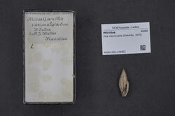 Naturalis Biodiversity Center - RMNH.MOL.216862 - Ziba intersculpta (Sowerby, 1870) - Mitridae - Mollusc shell.jpeg