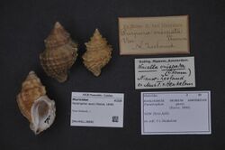 Naturalis Biodiversity Center - ZMA.MOLL.28840 - Paratrophon quoyi (Reeve, 1846) - Muricidae - Mollusc shell.jpeg