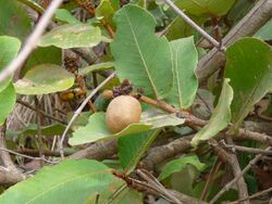 Neocarya macrophylla 0002.jpg