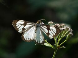 Nyctemera coleta of Kadavoor.jpg