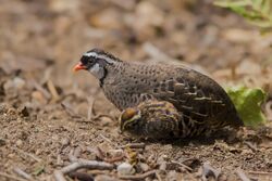 Painted bush quail male with a chick.jpg