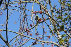 Parakeet in Gosforth colony, Newcastle, April 2021
