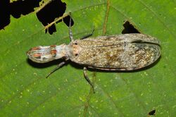 Peanut bug Fulgora cf lanternaria (14806834891).jpg