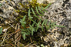 Pellaea atropurpurea - Flickr - aspidoscelis (2).jpg