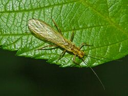 Perlidae - Isoperla carbonaria.jpg