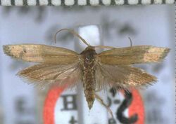 Phylacodes cauta holotype.jpg