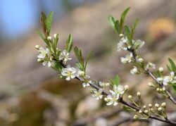 Prunus pumila var. depressa kz01.jpg