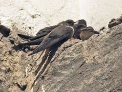 Mostly brownish martins perching on brownish rocky ground