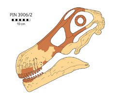 Quaesitosaurus skull reconstruction.png
