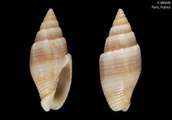 Quasimitra albocarnea (MNHN-IM-2000-31698).jpeg