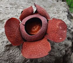 Rafflesia (R. speciosa) in Miagao.jpg
