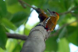 Red-Rumped Woodpecker (Veniliornis kirkii).jpg