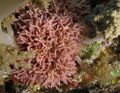 Red seaweed, Galaxaura rugosa, Daedalus Reef, Red Sea, Egypt.jpeg