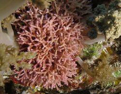 Red seaweed, Galaxaura rugosa, Daedalus Reef, Red Sea, Egypt.jpeg
