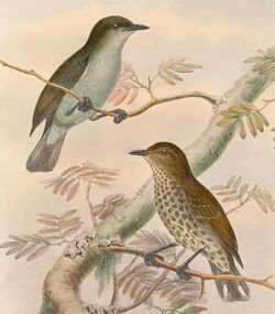 Rhamphocharis crassirostris - The Birds of New Guinea (cropped).jpg