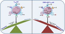 CD83 KO mouse T regulatory cells revealds proinflamatory phenotype compared with WT mouse
