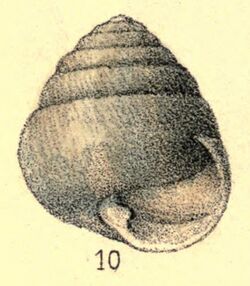 Sagda foremaniana shell.jpg