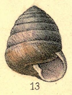 Sagda torrefacta shell.jpg