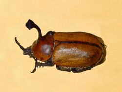 Scarabaeidae - Golofa imperialis.JPG