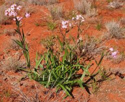 Schoenia cassiniana habit.jpg