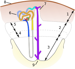 Simplified structure of the mammalian kidney lobe.svg