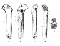 Sinanthropus Femur I.png