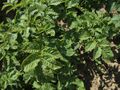 Solanum tuberosum Edelgard (02).jpg