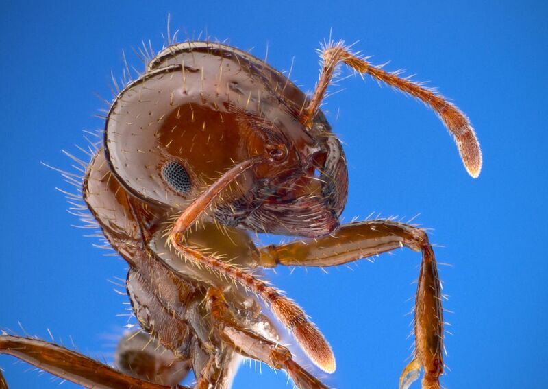 File:Solenopsis invicta - fire ant worker.jpg