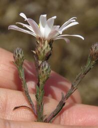 Symphyotrichum moranense 109167824.jpg