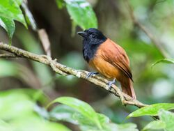 Thamnophilus praecox - Cocha Antshrike - female (cropped).jpg