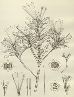 Thiollierea campanulata.jpg
