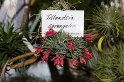 Tillandsia sprengeliana - Internationale Orchideen- und Tillandsienschau Blumengärten Hirschstetten 2016.jpg