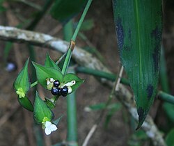 Tradescantia zanonia 1.jpg