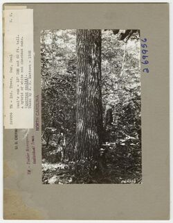 Tree Identification - Oak- Saul - DPLA - 15c07882824c2e39f39441a72d29ac90.jpg