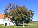 Tree in Csík seat.JPG