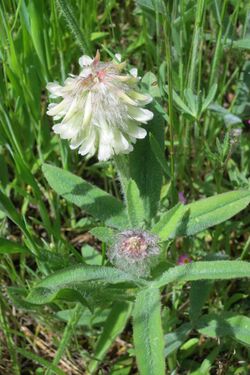 Trifolium eriocephalum ssp. eriocephalum.jpg