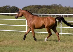 A horse with a reddish-brown body and black mane and tail, trotting in a lush green pasture