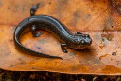 Valentine’s Southern Dusky Salamander imported from iNaturalist photo 168826337 on 22 December 2021.jpg