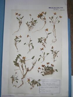 Viola libanotica Boissier Leg Zerny Herbarium Natural History Museum Vienna.JPG