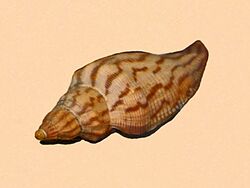 Volutidae - Fulgoraria rupestris.jpg