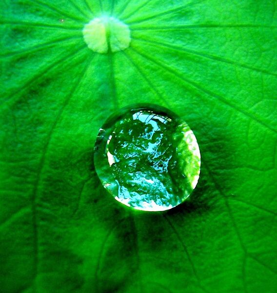 File:Water drop on a leaf.jpg