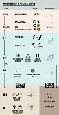 Wiki hierarchies.png