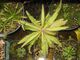 9-Drosera adelae with Plantlets.jpg