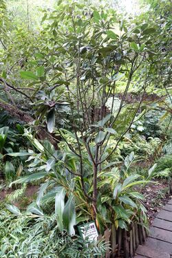 Acuba chinensis subsp. Omeiensis - Chengdu Botanical Garden - Chengdu, China - DSC03214.JPG