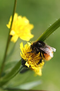 Alpine Bumble Bee imported from iNaturalist photo 302854199 on 18 November 2023.jpg