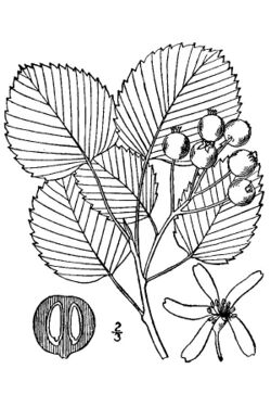 Amelanchier sanguinea -roundleaf serciveberry.jpg