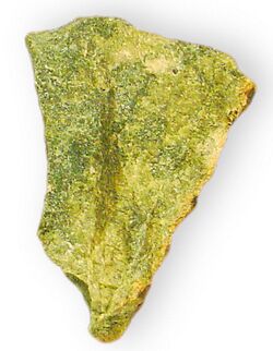 Amphibole 2 - Nephrite Jade Basic calcium magnesium iron silicate Lander County Wyoming 2075.jpg